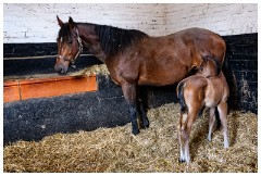 06 Stanley House Stud, Newmarket  Mother and Young Foal