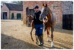 07 Stanley House Stud, Newmarket  Bringing Back to the Stables
