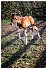 08 Stanley House Stud, Newmarket  In the Fields
