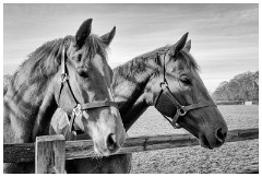 12 Stanley House Stud, Newmarket  In the Fields