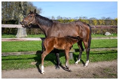 13 Stanley House Stud, Newmarket  Not Happy with the Photographers