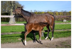 14 Stanley House Stud, Newmarket  Not Happy with the Photographers