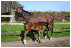 15 Stanley House Stud, Newmarket  Not Happy with the Photographers