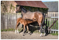 17 Stanley House Stud, Newmarket  This is Better