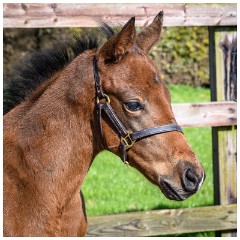 19 Stanley House Stud, Newmarket  Young foal