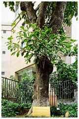 Hanoi Day 3  15  Peace Tree