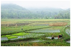 Luang Prabang Day 3 01  Living Land Farm  - A Community Project set up to aid the local community through the cultivation of organic rice, vegetables and herbs