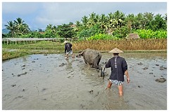 Luang Prabang Day 3 09  The Living Land Farm - Ploughing the land