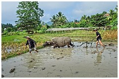 Luang Prabang Day 3 11  The Living Land Farm - Ploughing the land