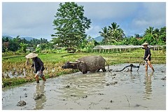Luang Prabang Day 3 12  The Living Land Farm - Ploughing the land