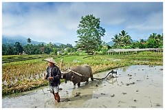 Luang Prabang Day 3 13  The Living Land Farm - Ploughing the land
