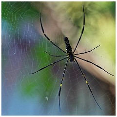 Luang Prabang Day 4 23  Mekong River Boat Trip - Spider