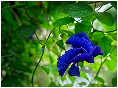 Siem Reap Day Four 09  Blue Flower used for Decoration in Dishes