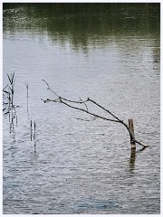 045 Bury St Edmunds Trip - Lackford Lakes  Simple Stick