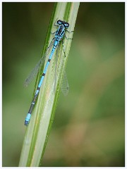 050 Bury St Edmunds Trip - Lackford Lakes  Azure Damselfly