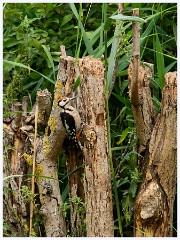 054 Bury St Edmunds Trip - Lackford Lakes  Woodpecker