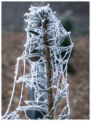 001 Winter Frost and Snow  Garden