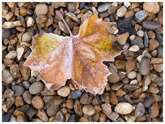 002 Winter Frost and Snow  Garden