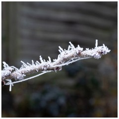 004 Winter Frost and Snow  Garden