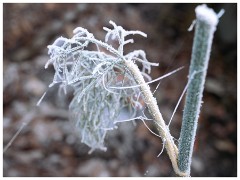 005 Winter Frost and Snow  Garden