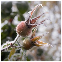 006 Winter Frost and Snow  Garden