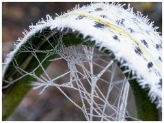 007 Winter Frost and Snow  Garden