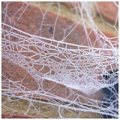 008 Winter Frost and Snow  Garden