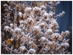 009 Winter Frost and Snow  Garden
