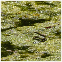 017 Cerne Abbas  Grass Snake