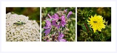005 Chesil Beach  Insects and Wild Flowers Along the Car park
