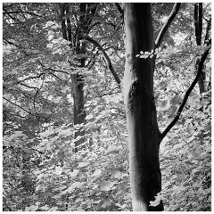 025 East Sussex  Friston Forest Beech Trees