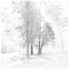 026 East Sussex  Friston Forest Beech Trees