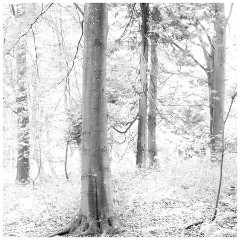 027 East Sussex  Friston Forest Beech Trees