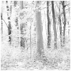 028 East Sussex  Friston Forest Beech Trees