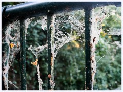 011  Godmanchester  Cobwebs
