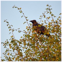 009  Hinchingbrooke Country Park