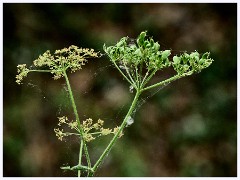 001 June and July in Cambridgeshire  Paxton Pitts - Hogweed