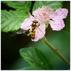 002 June and July in Cambridgeshire  Paxton Pitts - Hoverfly on Wild Rose