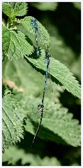 003 June and July in Cambridgeshire  Paxton Pitts - Damselflies