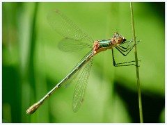 004 June and July in Cambridgeshire  Paxton Pitts - Willow Emerald Damselfly