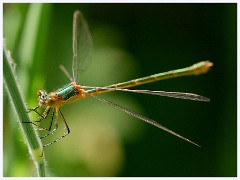 005 June and July in Cambridgeshire  Paxton Pitts -  Willow Emerald Damselfly