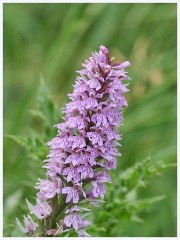 006 June and July in Cambridgeshire  Paxton Pitts - Common Orchid