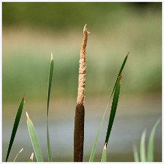 007 June and July in Cambridgeshire  Paxton Pitts - Bull Rushes
