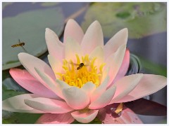 008 June and July in Cambridgeshire  Paxton Pitts - Lily and Hover Flies