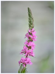 009 June and July in Cambridgeshire  Paxton Pitts - Purple Loosestrife