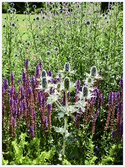 012 June and July in Cambridgeshire  Cambridge Botanical Garden