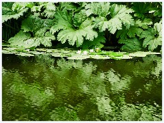 015 June and July in Cambridgeshire  Cambridge Botanical Garden