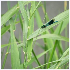 016 June and July in Cambridgeshire  Grantchester Meadows - Banded Damoiselle