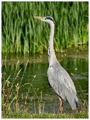 017 June and July in Cambridgeshire  Grantchester Meadows - Heron