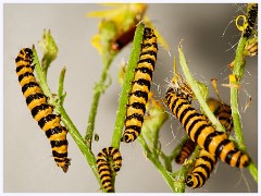 023 June and July in Cambridgeshire  Toft Workshop - Cinnabar Moth Caterpillars with Flash